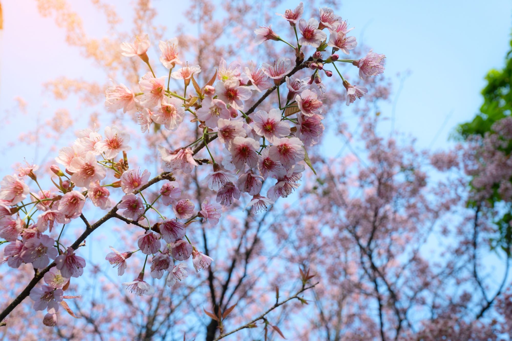 Blooming Cherry Blossom Branches