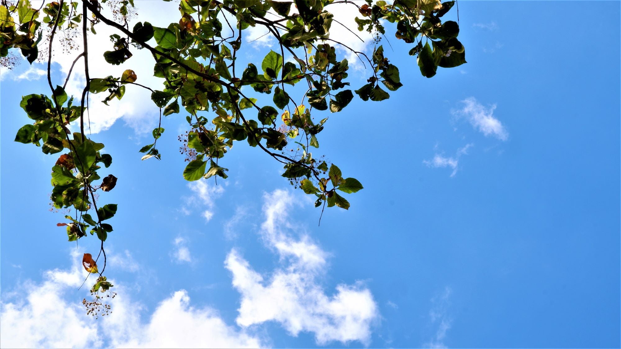 Fresh Green Leaves Against Blue Sky