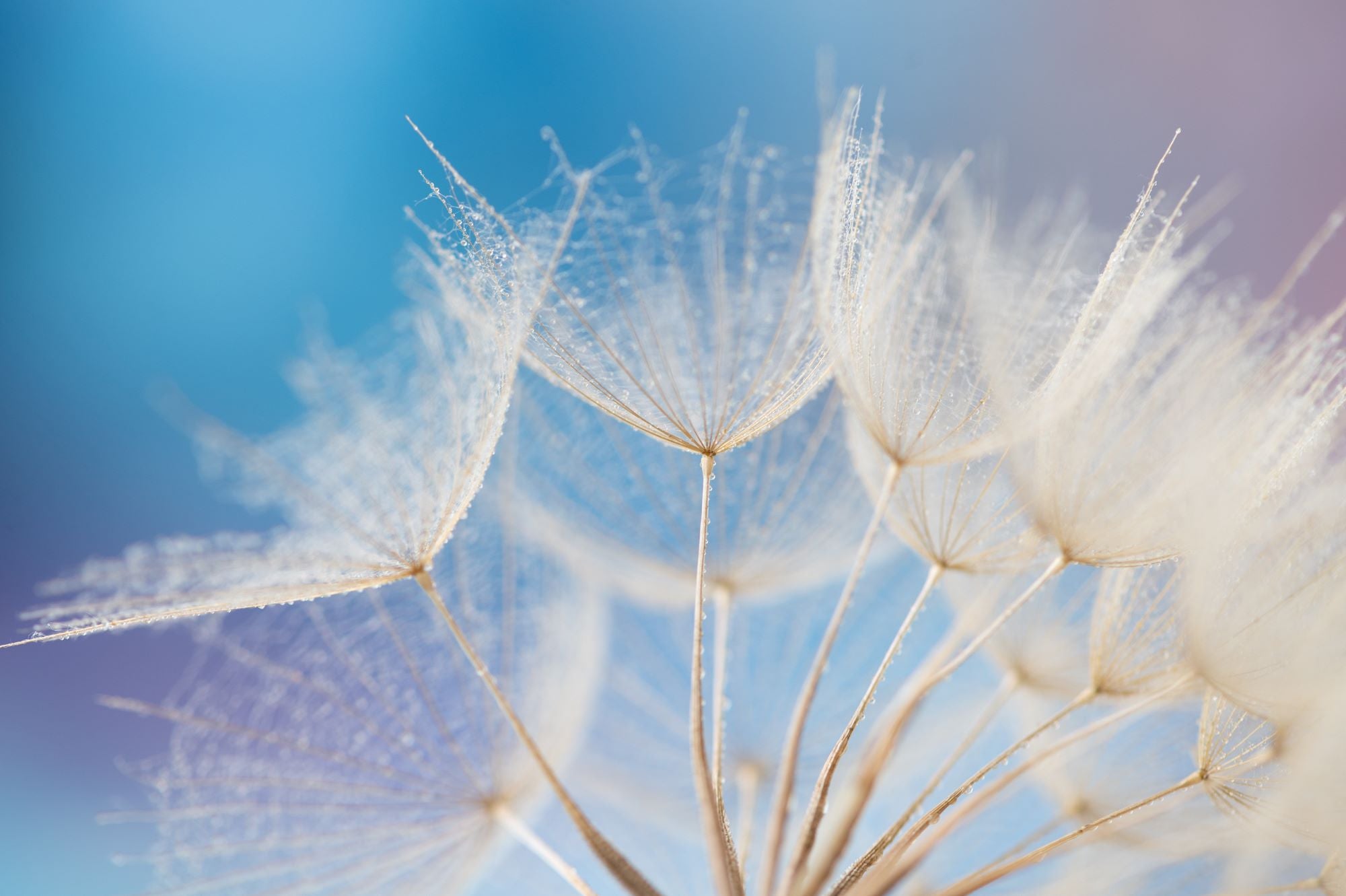 Delicate Dandelion in Blue Light