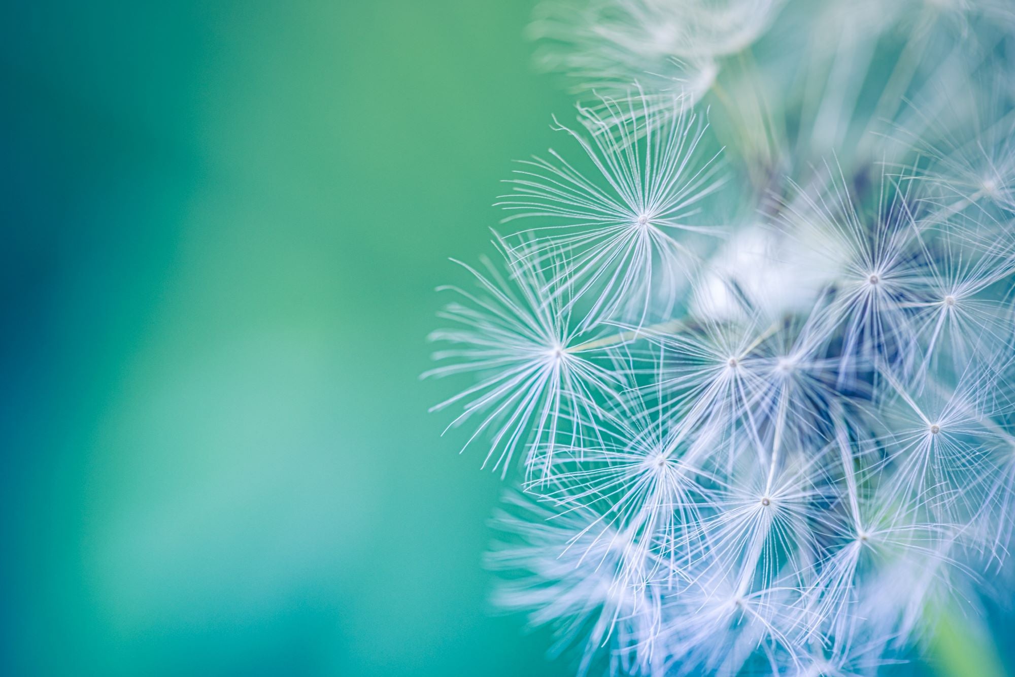 Soft Dandelion Seeds in Breeze