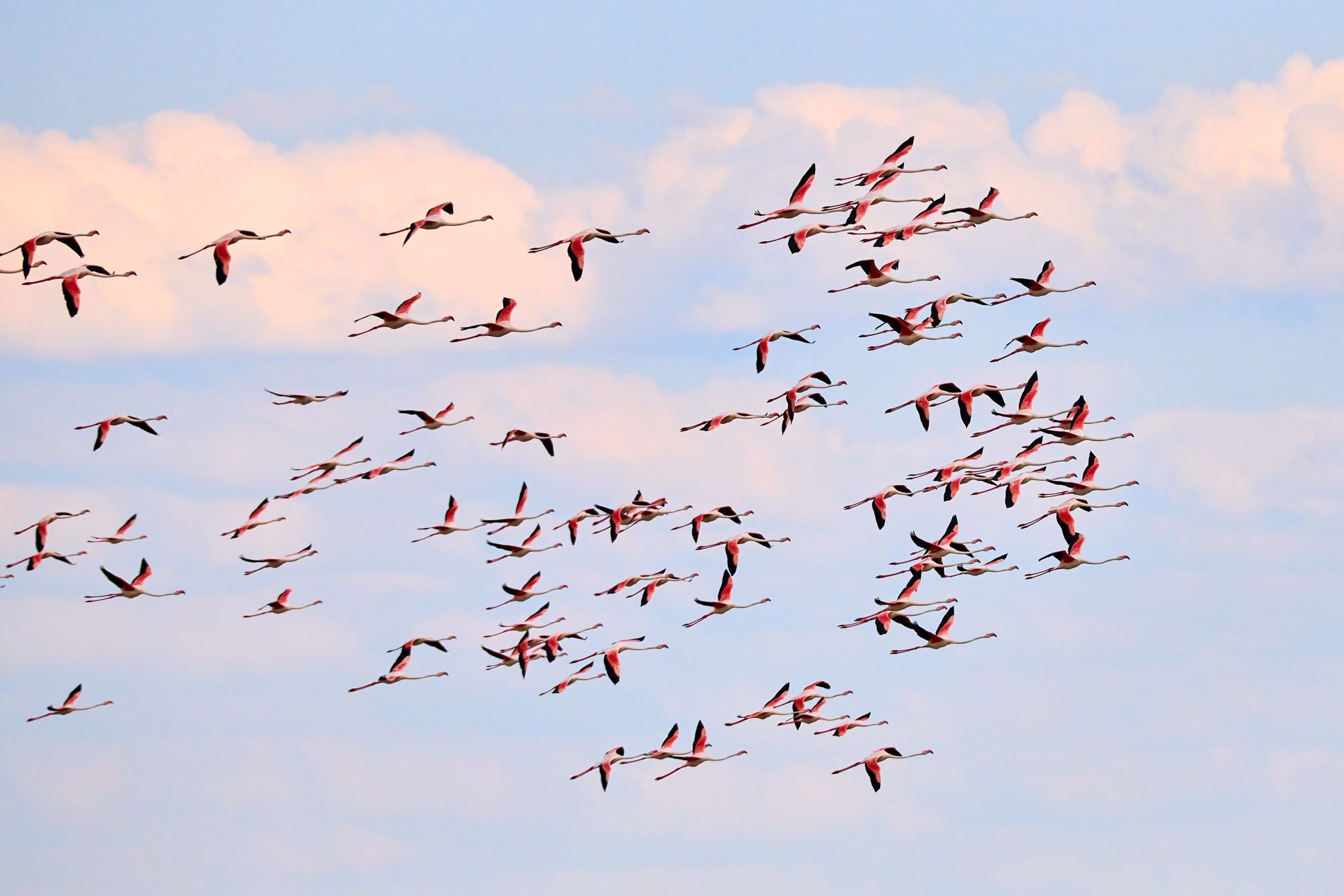 Flock of Flamingos in Flight Sky