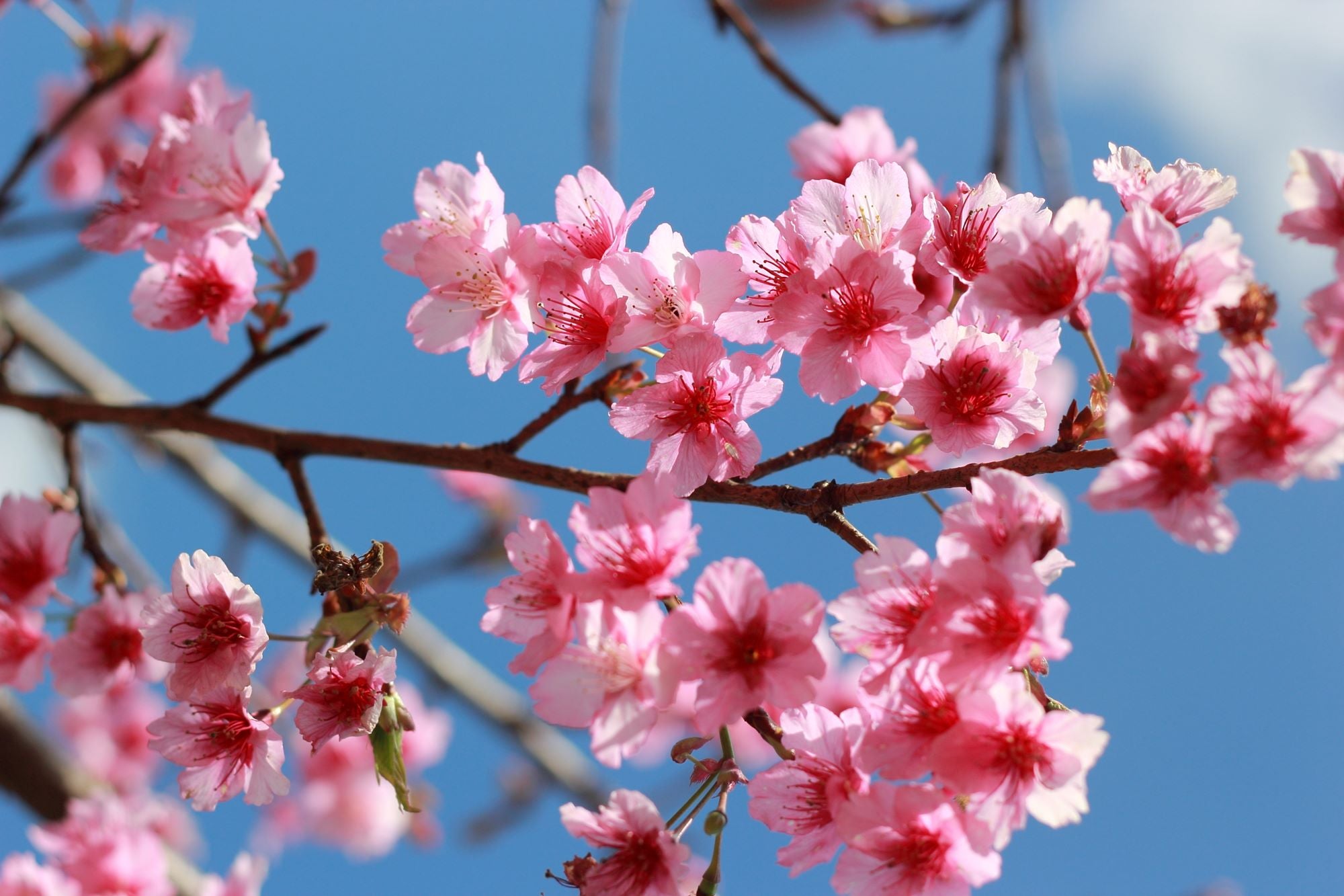Pink Blossoms in Spring Sky