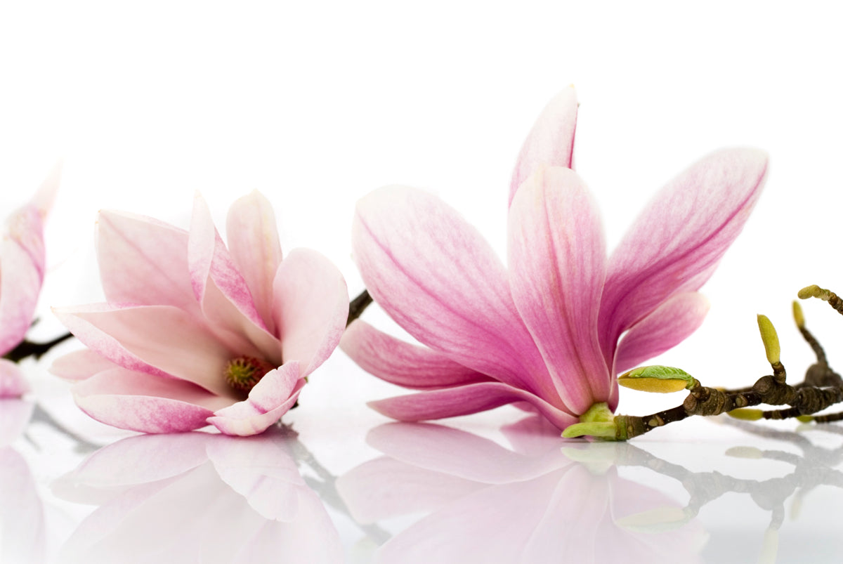 Elegant Pink Magnolia Flowers on White Surface
