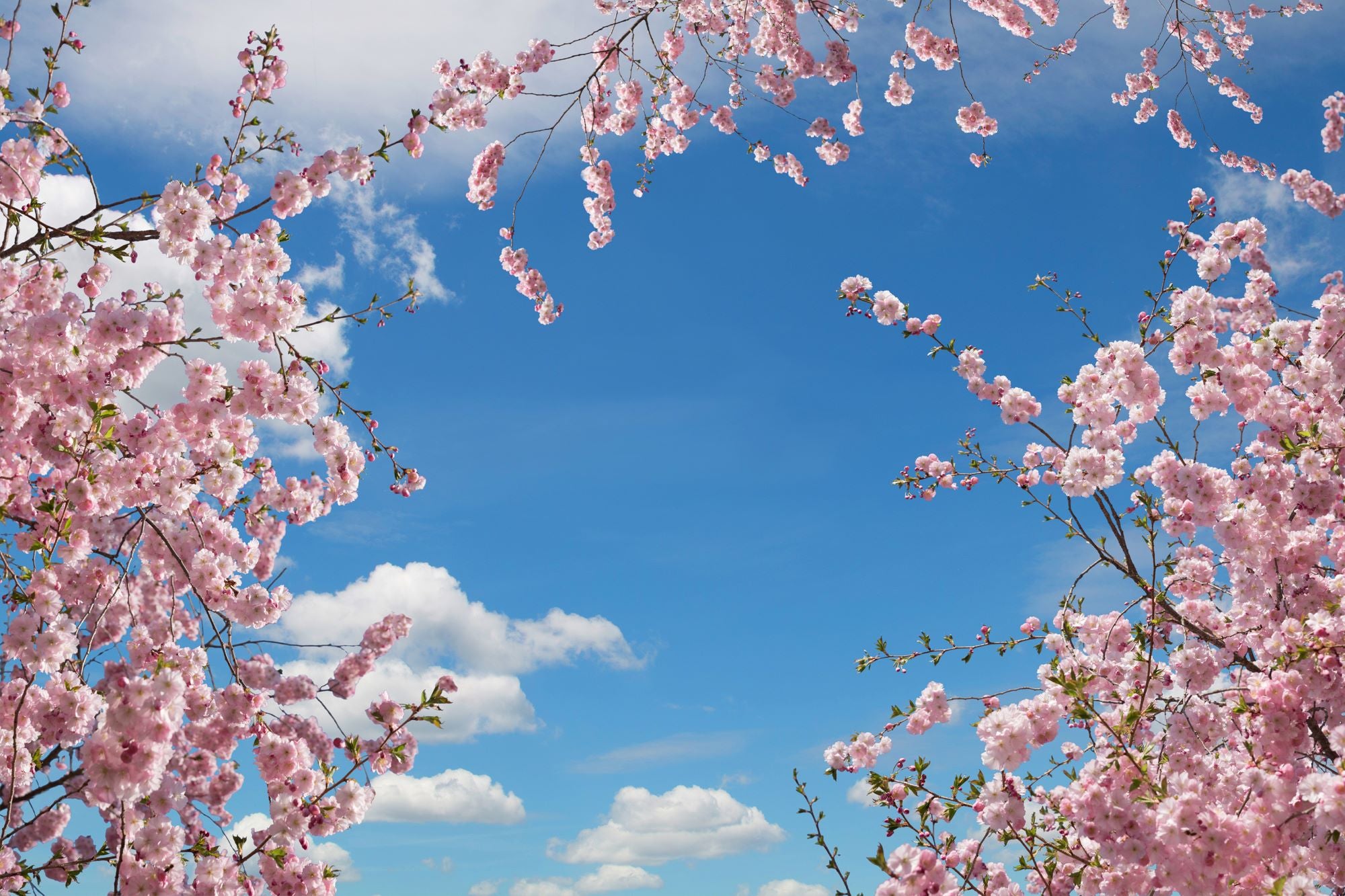 Spring Blossoms Blue Sky