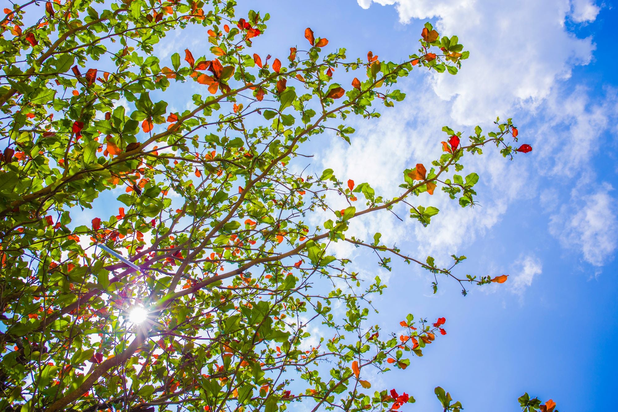 Sunlight Through Leaves
