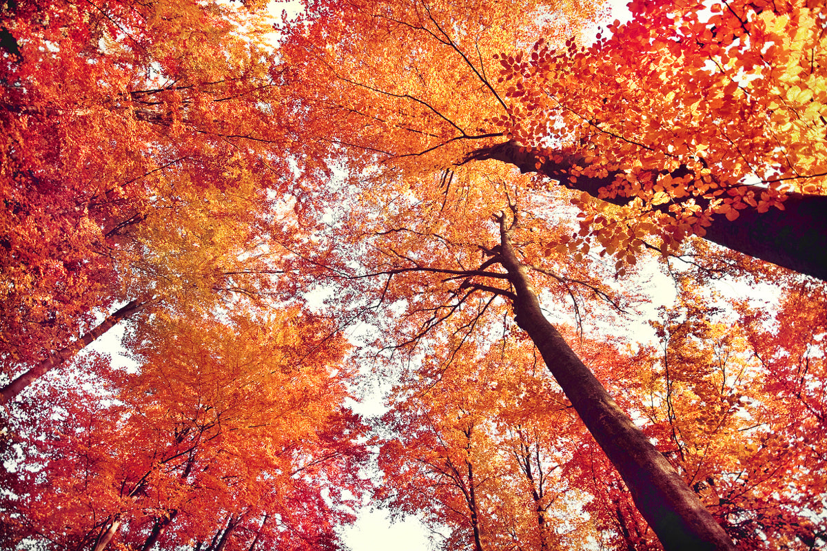 Golden Autumn Forest Canopy View Print