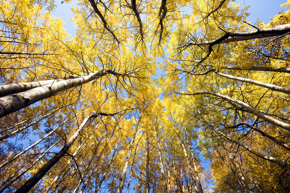 Golden Autumn Tree Canopy with Blue Sky View