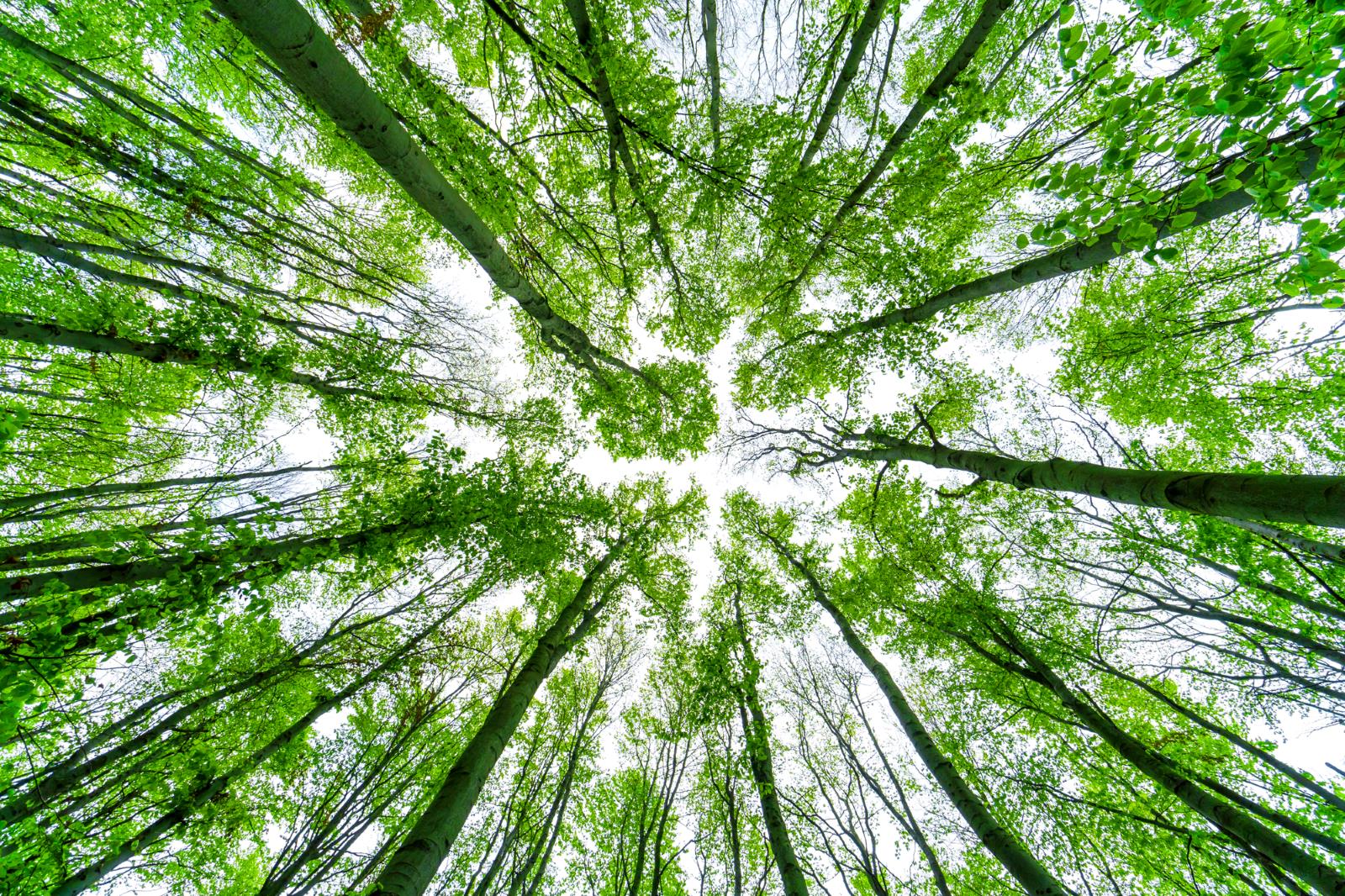 Upward View of Lush Green Forest