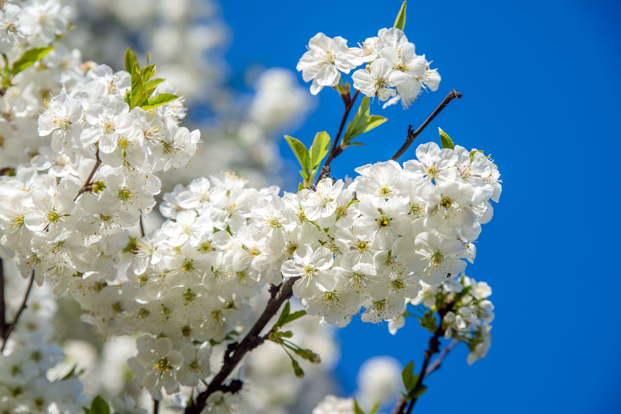 White Spring Blossoms in Bright Sky