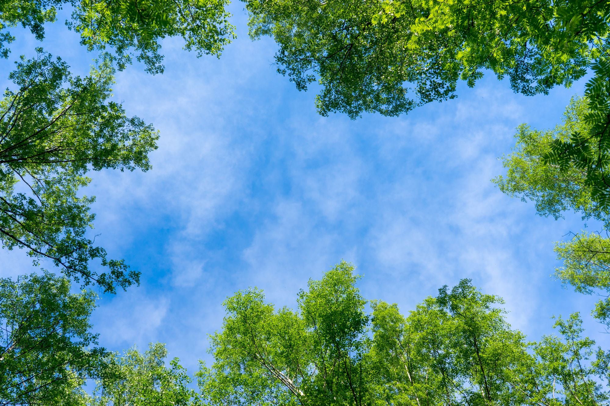 View of Blue Sky Through Green Trees