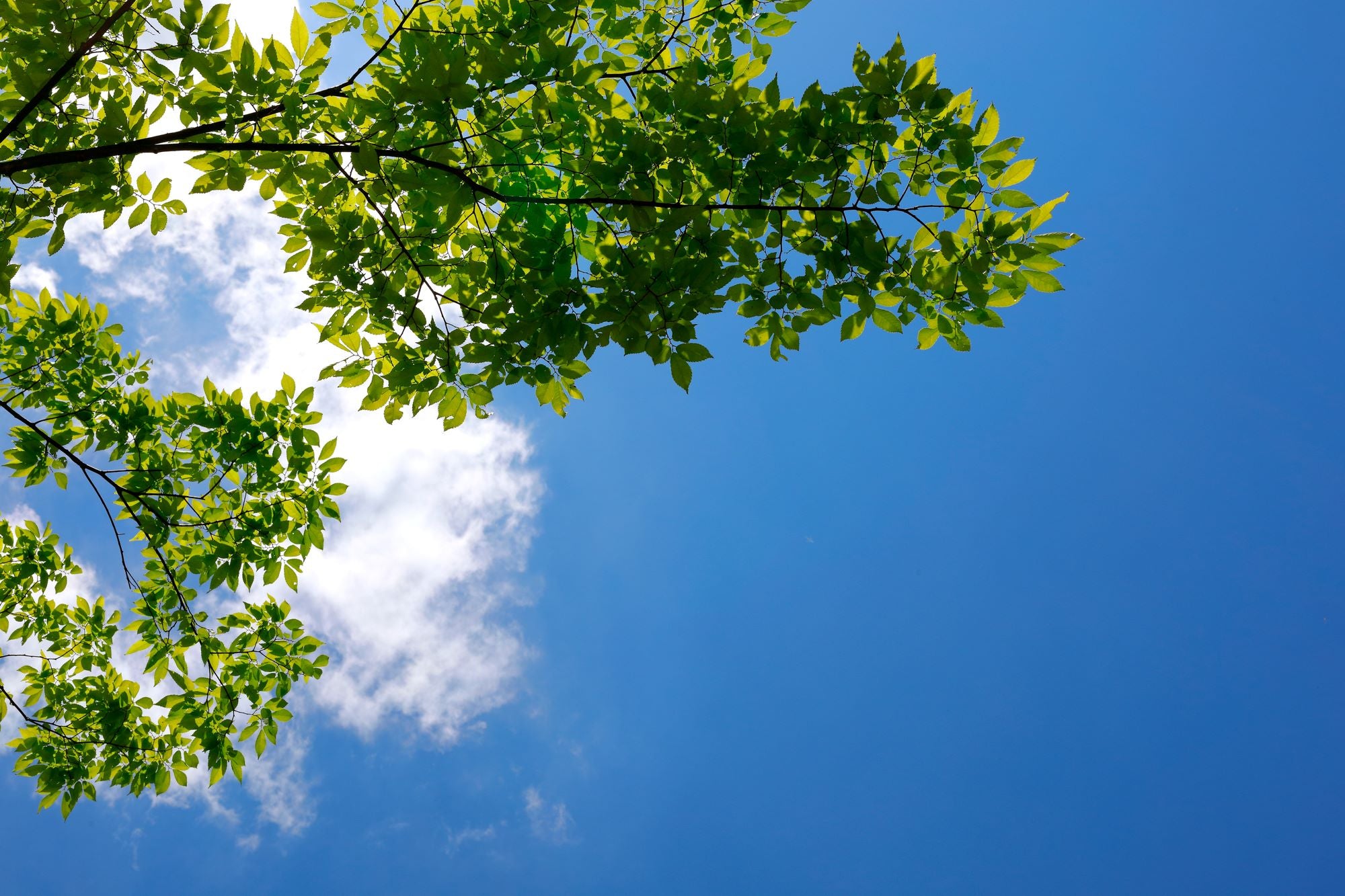 Green Leaves Framing Clear Blue Sky