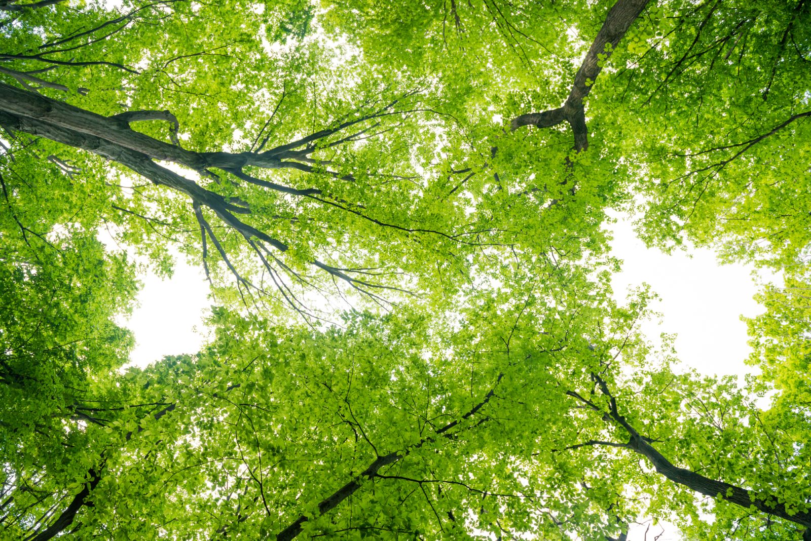 Sunlit Green Canopy of Tall Trees