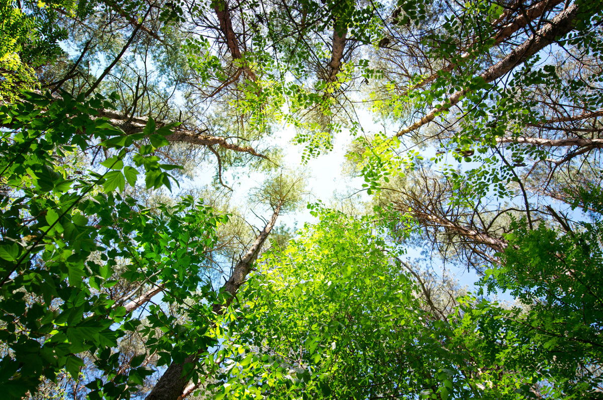 Lush Green Forest Canopy View from Below