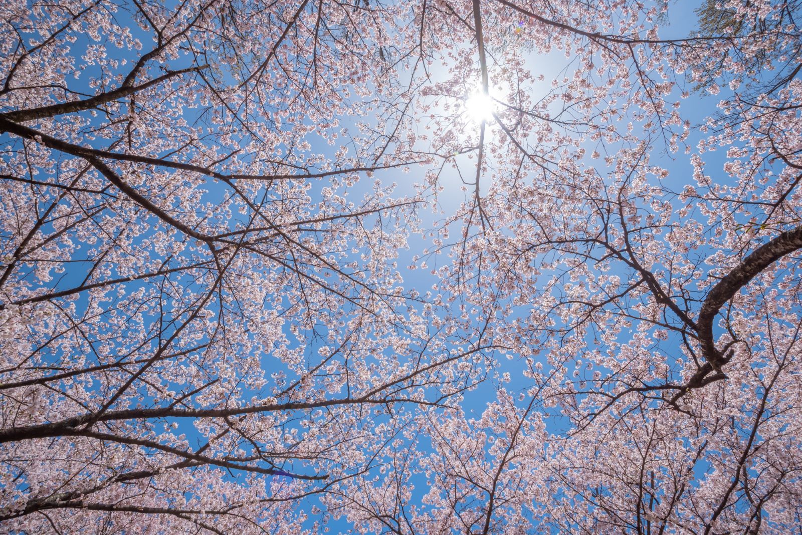 Sunlit Cherry Blossoms in Spring