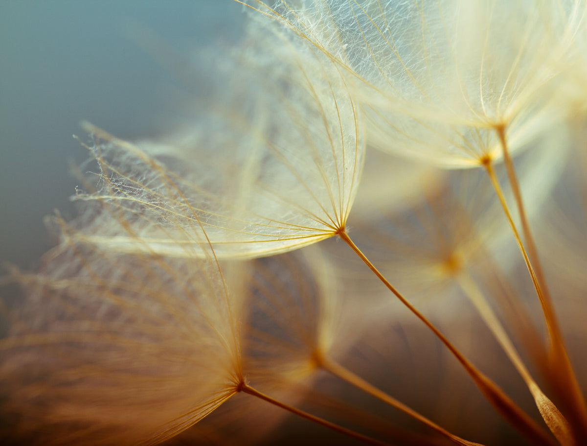 Golden Dandelion Macro with Soft Focus Glow