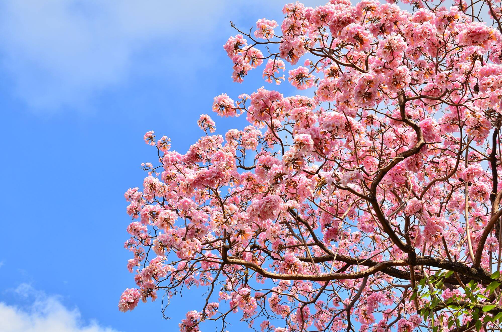 Pink Blossoms in Blue Sky