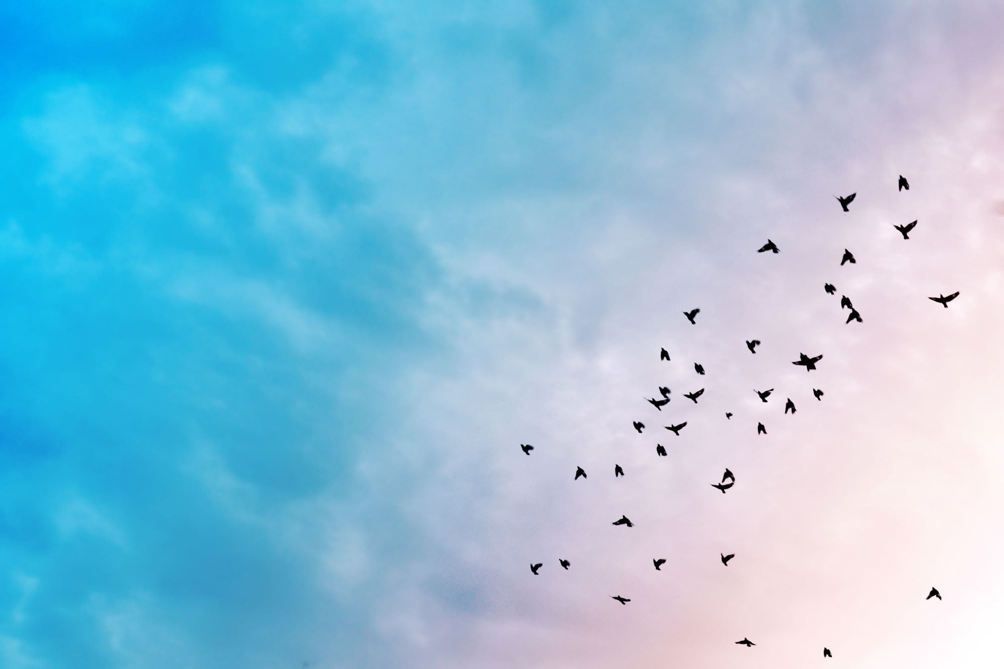Birds Flying in Blue Sky