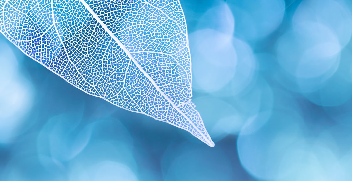 Delicate Skeleton Leaf on Aqua Bokeh Blur