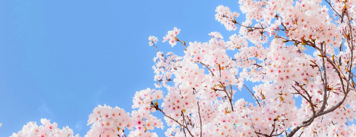 Cherry Blossom Bliss Under Clear Blue Skies 🌸