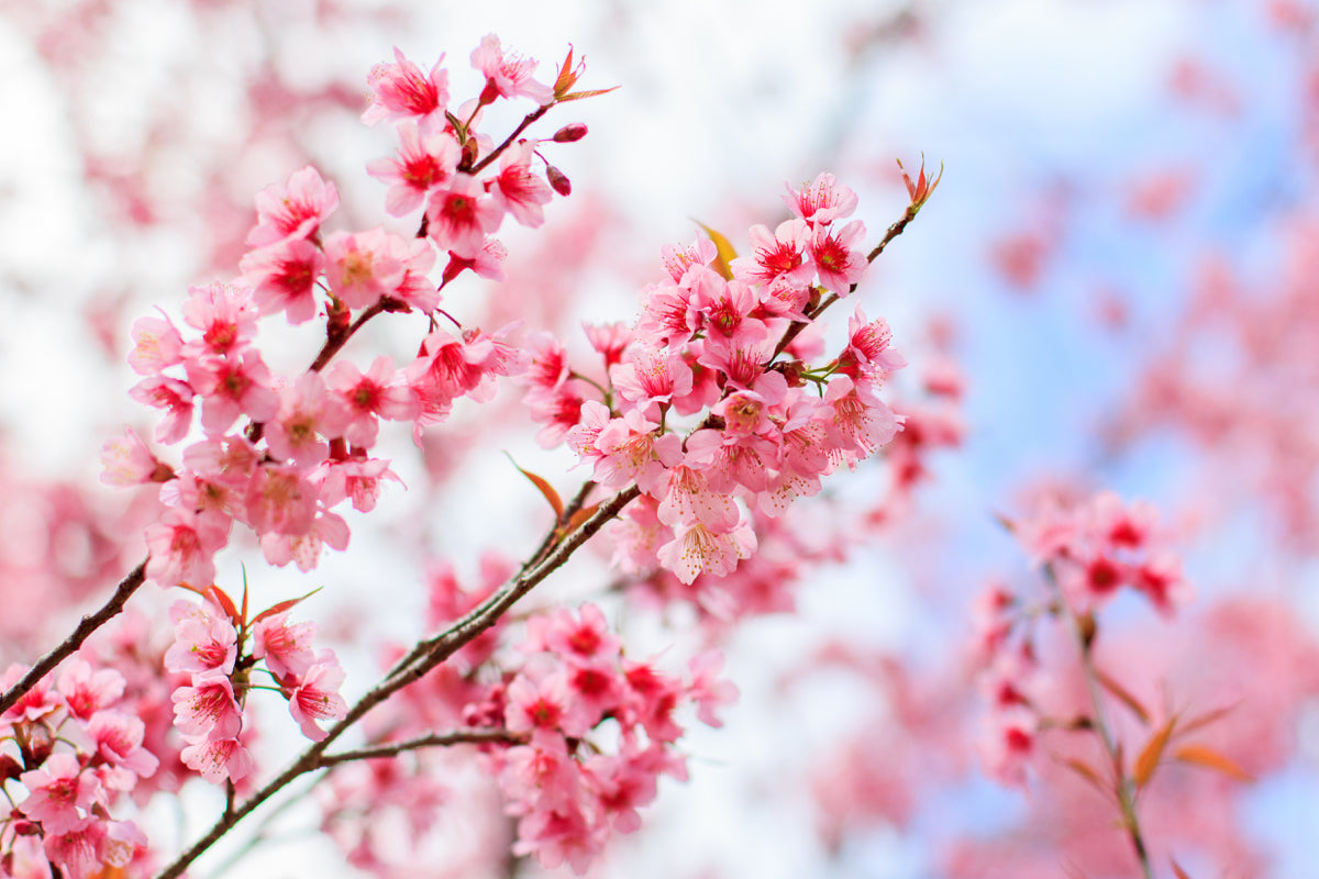 Pink Cherry Blossom Branches in Spring Sky