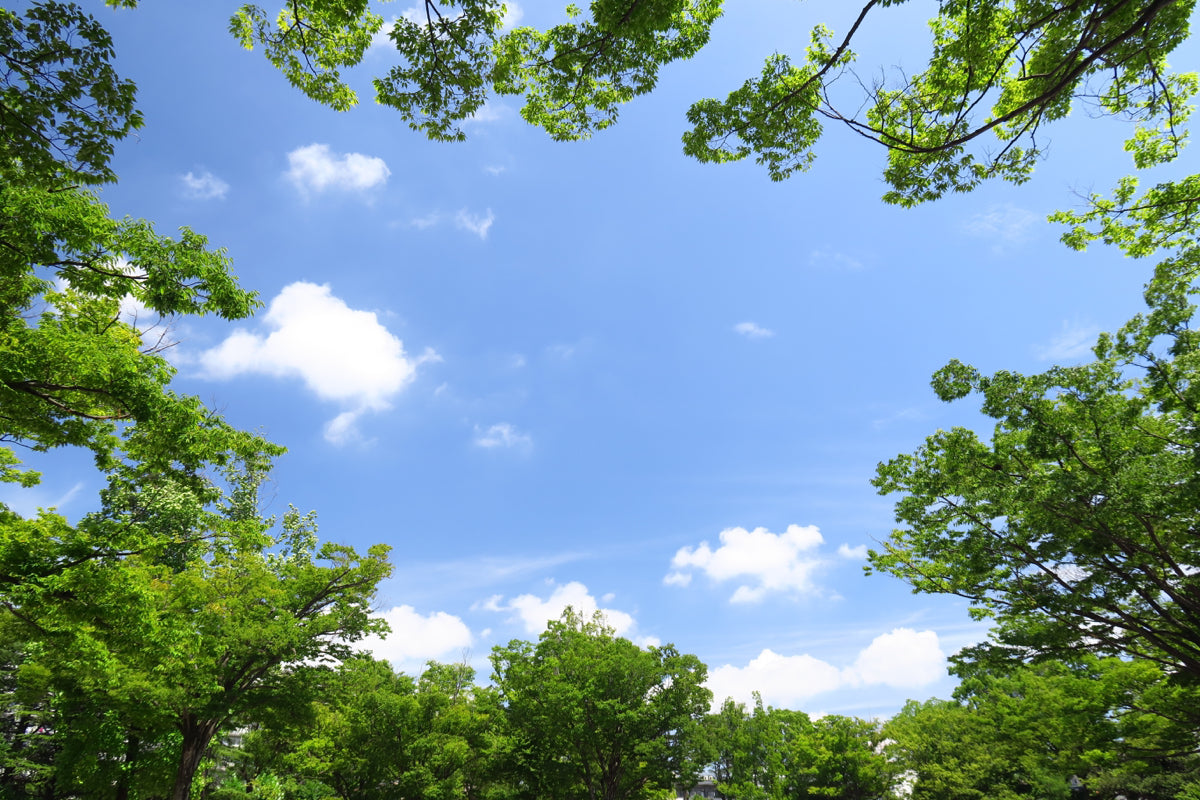 Clear Sky View Through Lush Green Tree Canopy