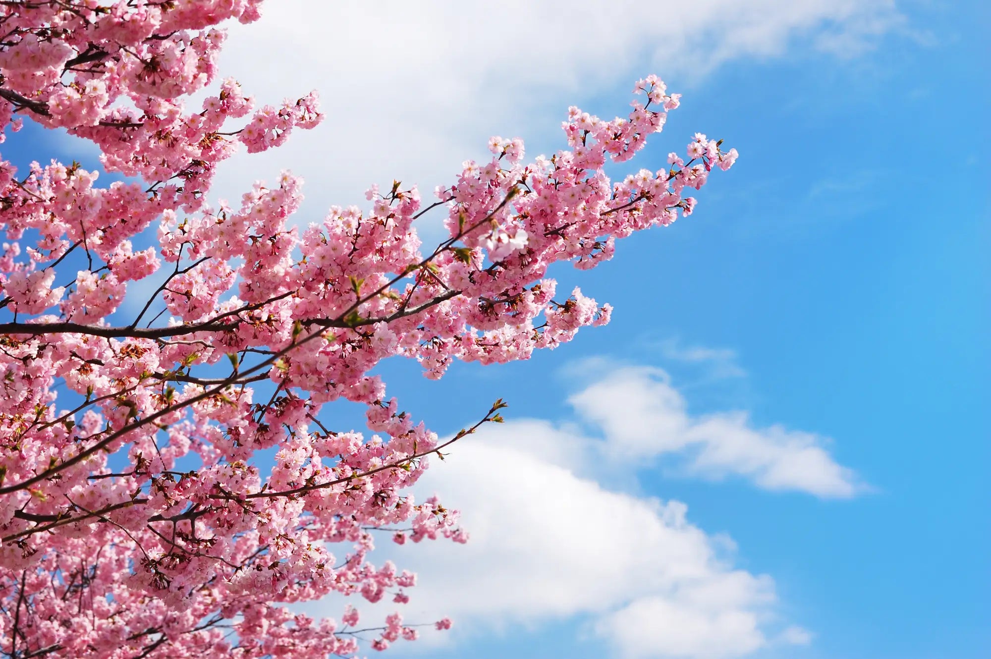 Cherry Blossom Delight