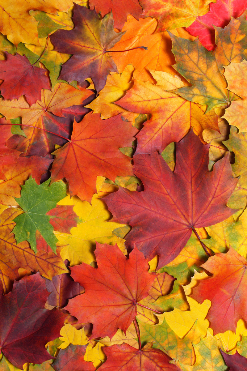 Vibrant Autumn Maple Leaves Texture Print