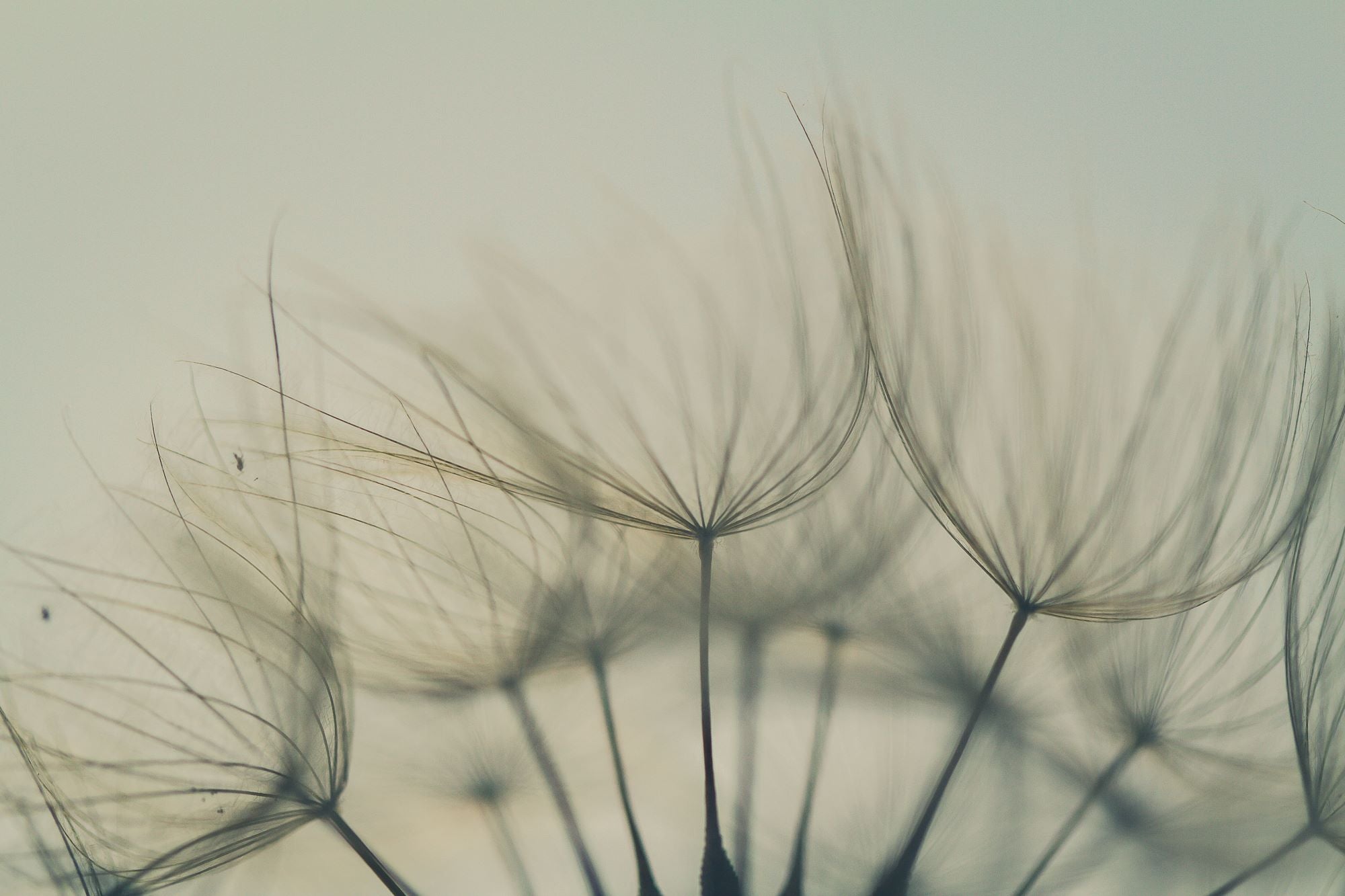 Delicate Dandelion Seeds