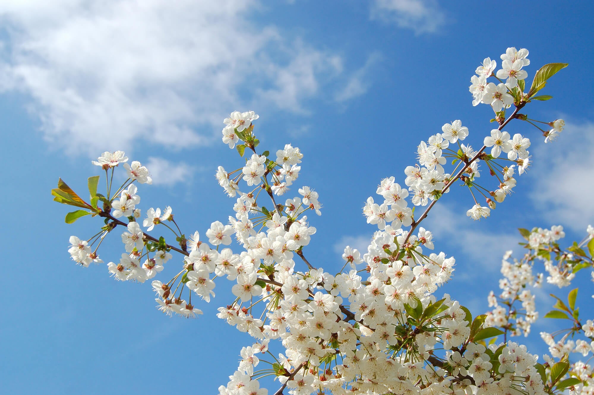 Spring Blossom Serenity
