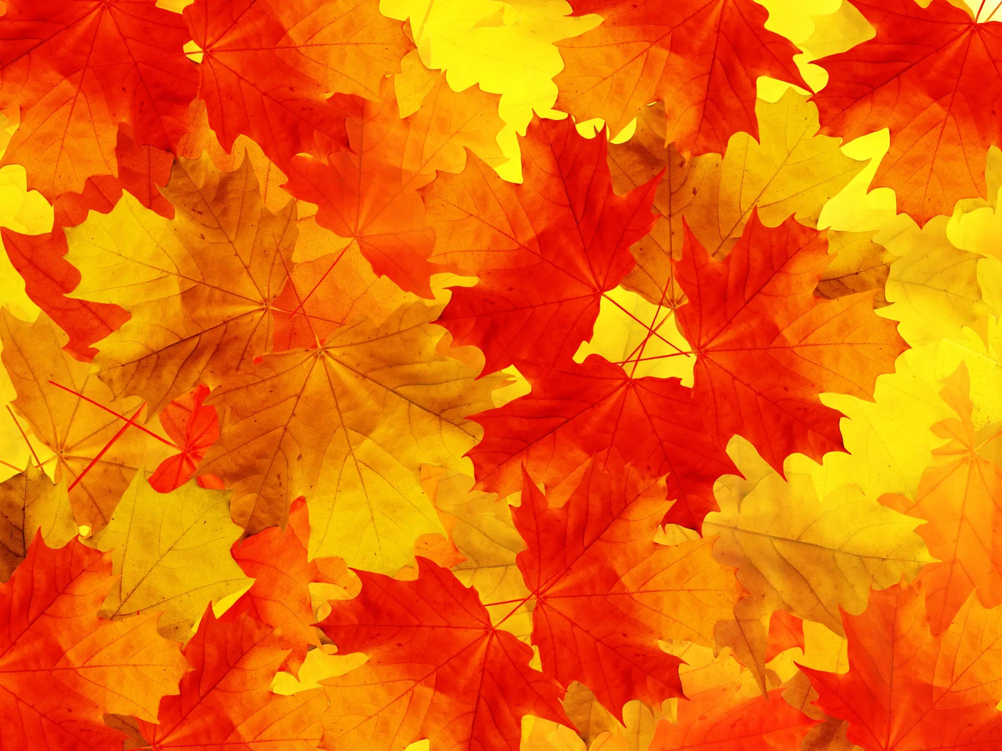 Autumn Leaf Symphony