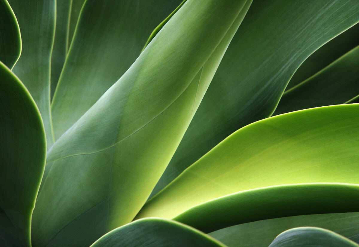 Abstract Close-Up of Green Leaves