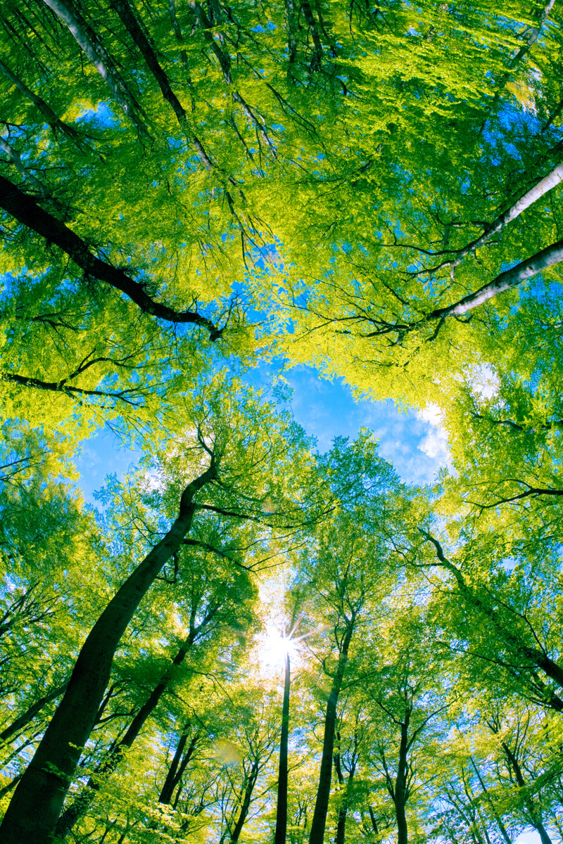 Sky View Through Green Forest Canopy Print