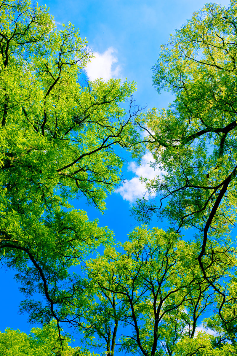 Green Tree Canopy Against Clear Blue Sky View