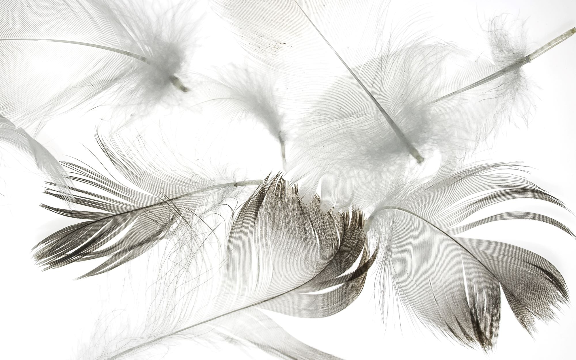 Gentle Floating Feathers