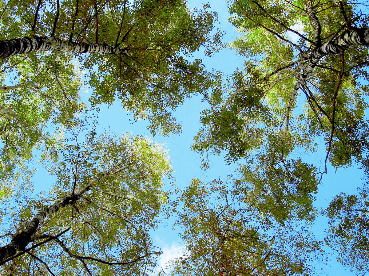 Soothing Forest Canopy View with Blue Sky