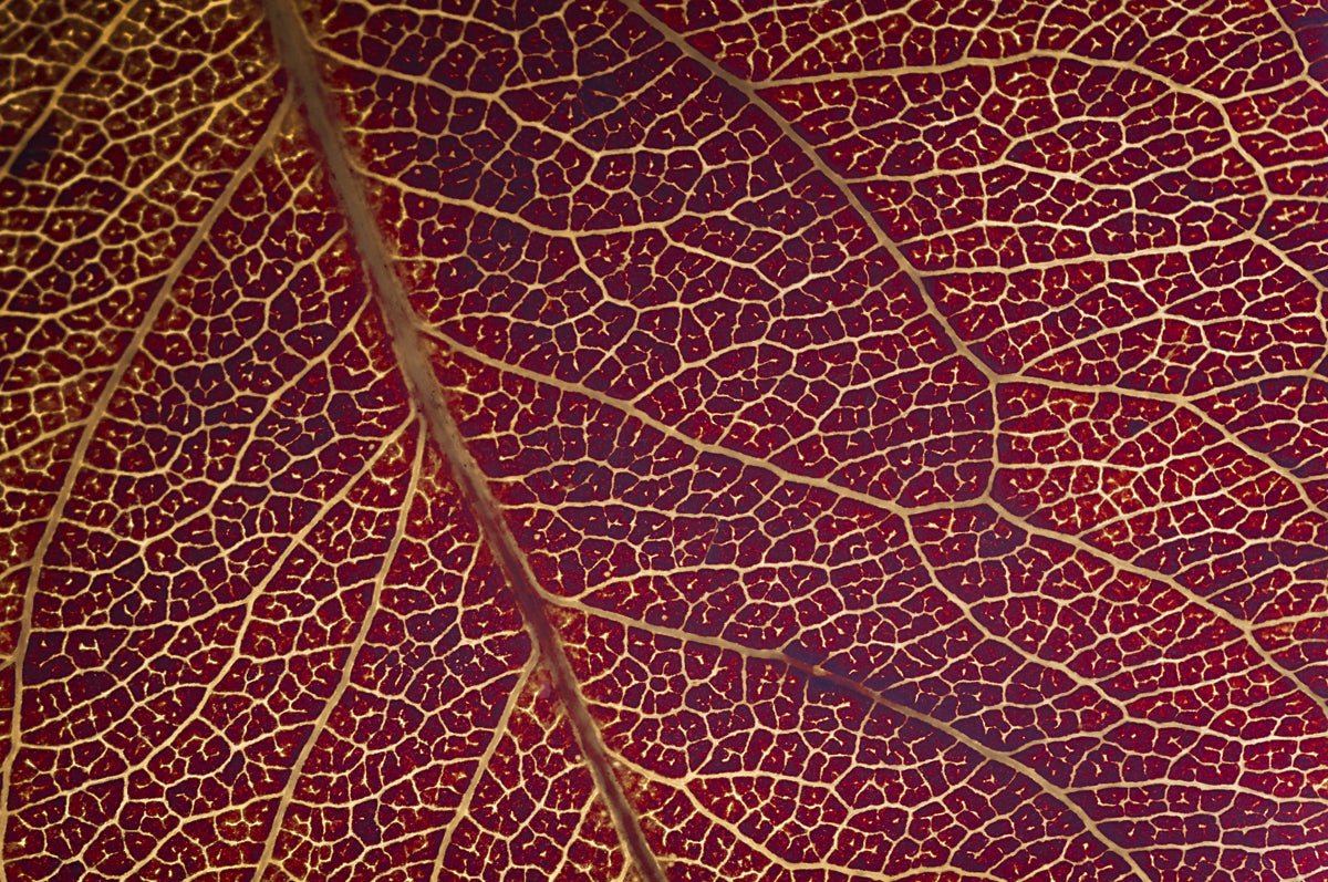 Golden Veined Burgundy Leaf Texture Print
