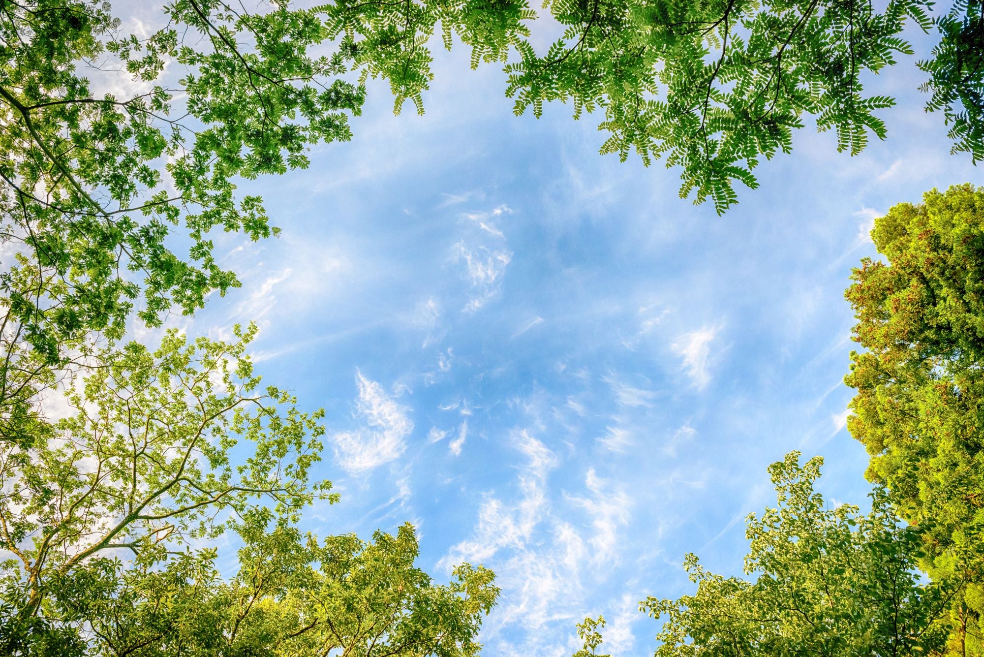 Nature Frame Blue Sky View