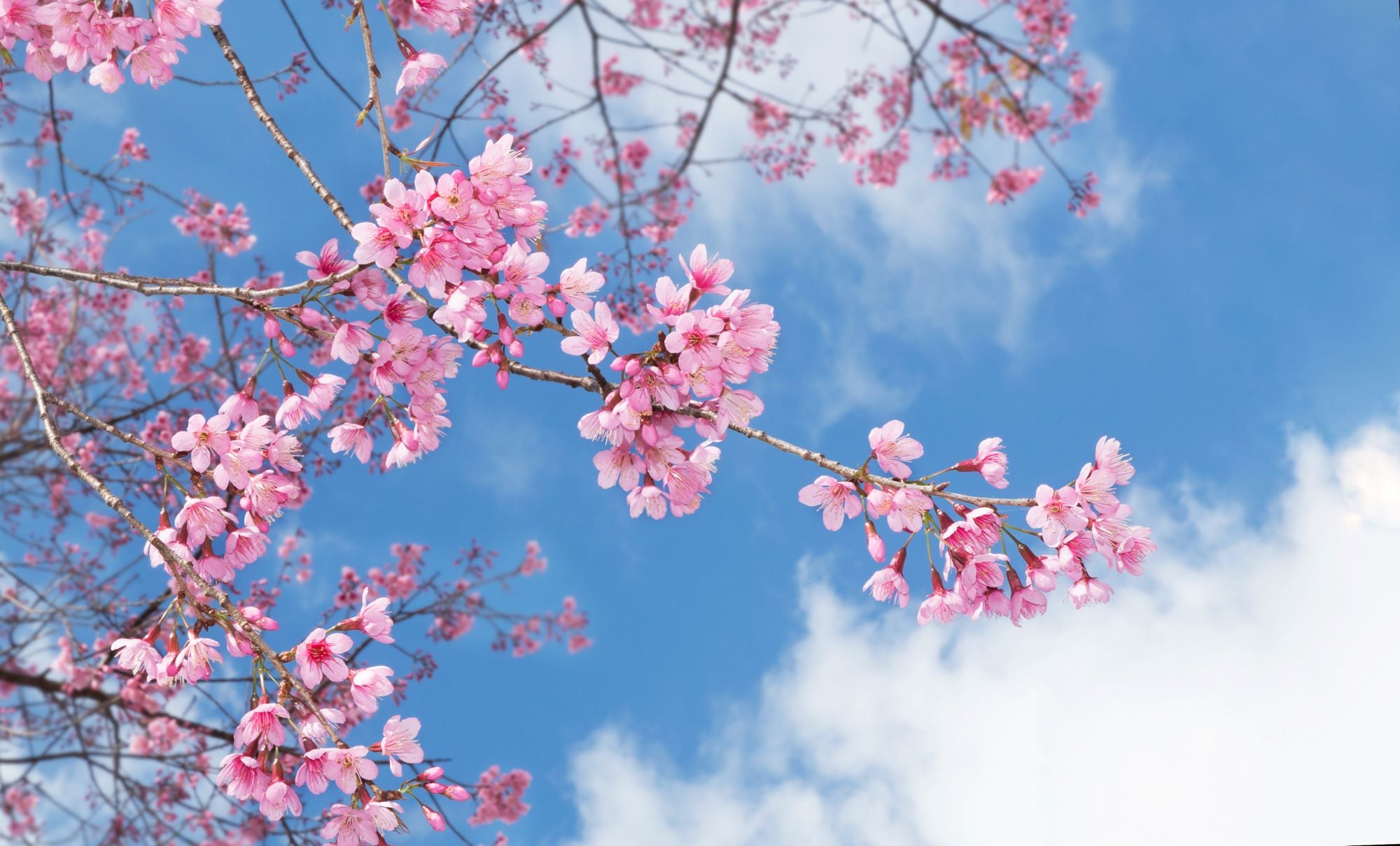 Cherry Blossoms in Spring