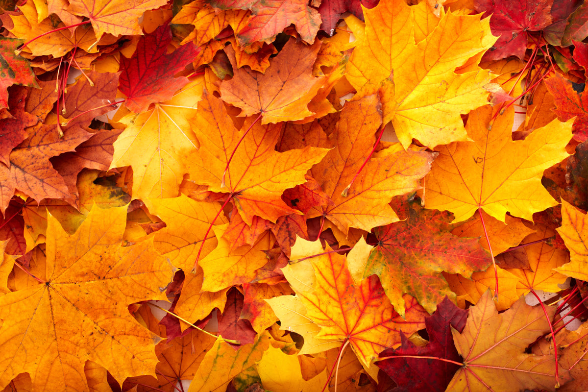 Vibrant Autumn Maple Leaves Texture Background