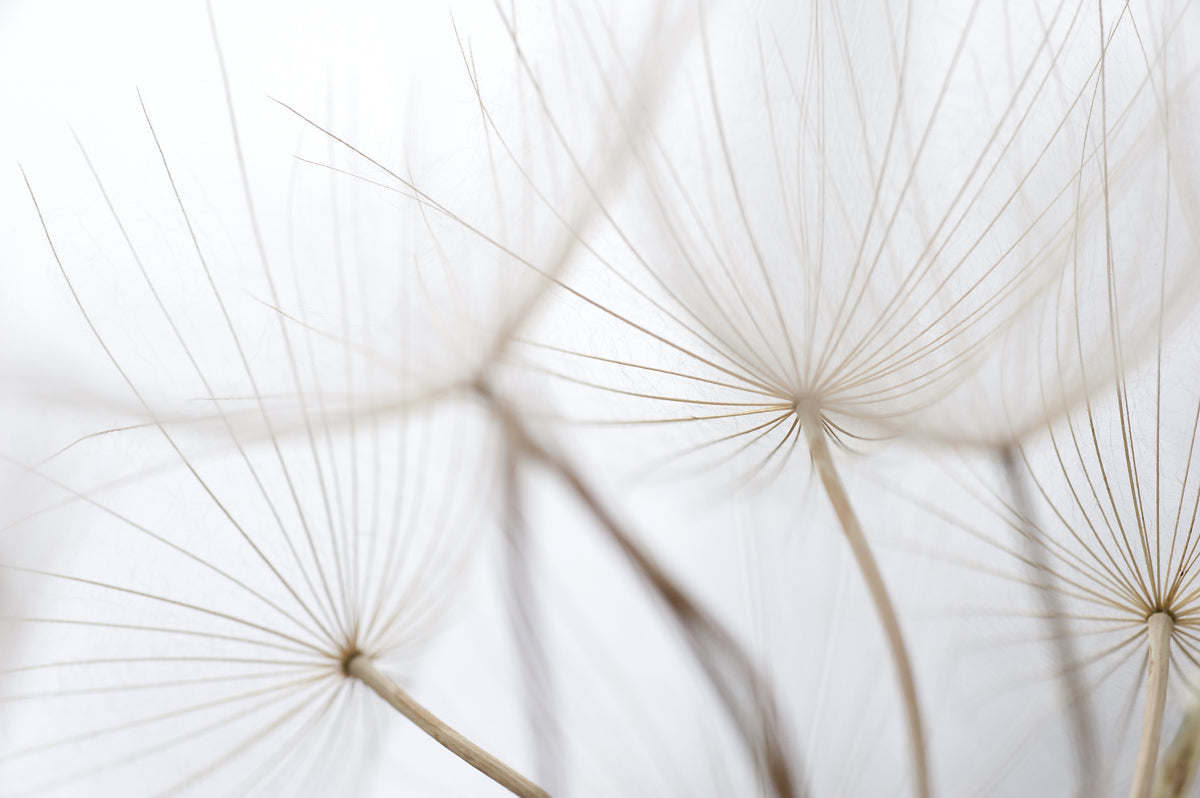 Delicate Dandelion Close-Up Minimal Design