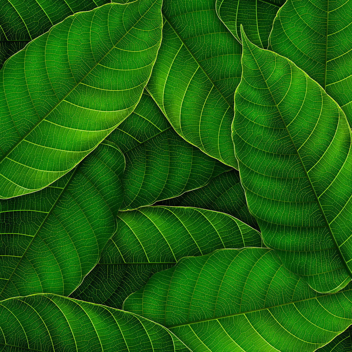 Tropical Green Leaf Pattern – Seamless Wall Design