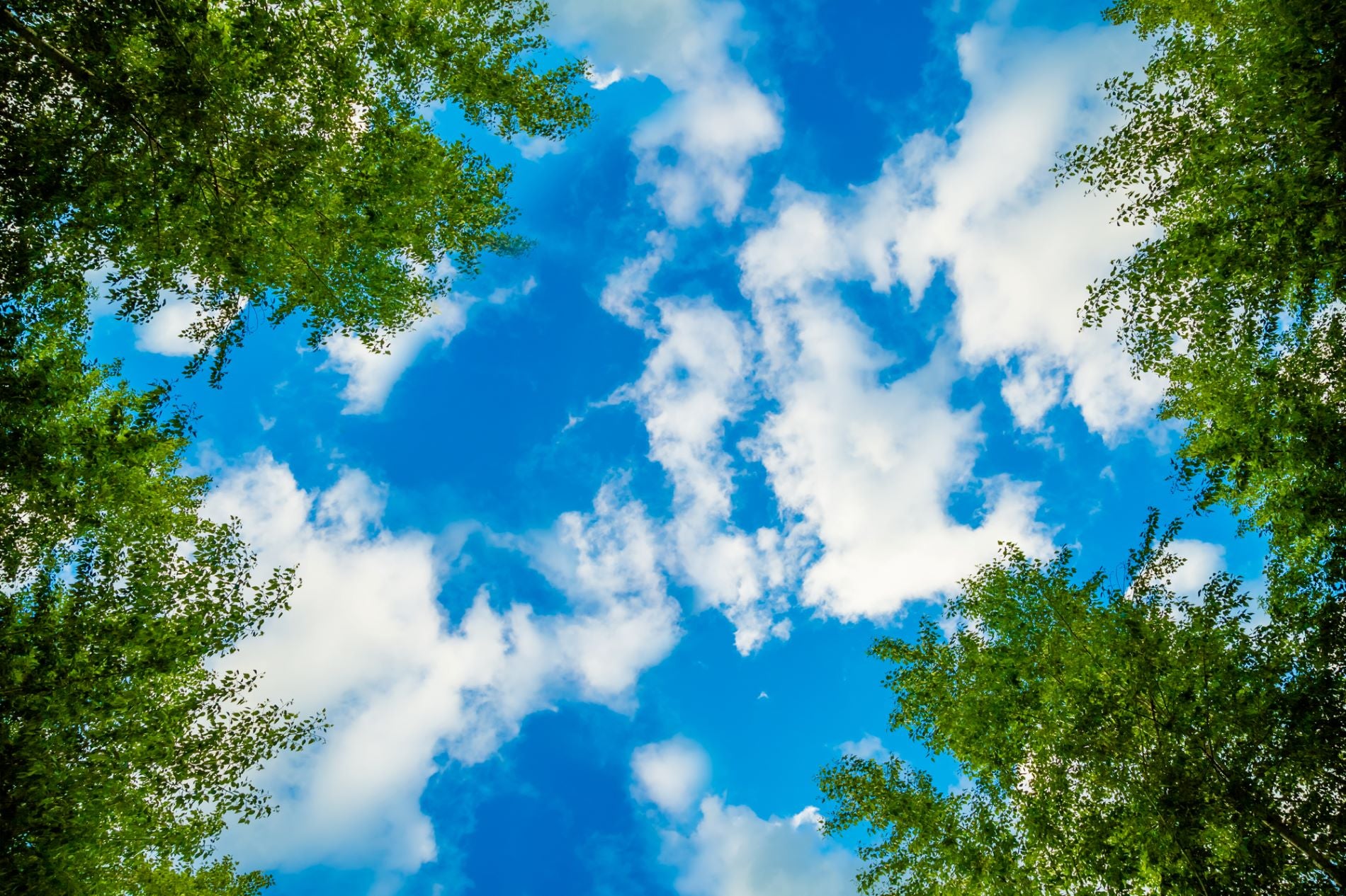 Green Canopy Sky View