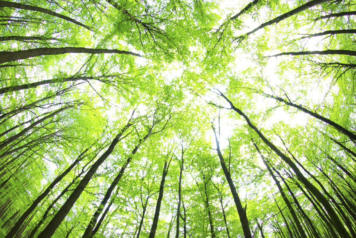 Bright Green Forest Canopy from Ground View