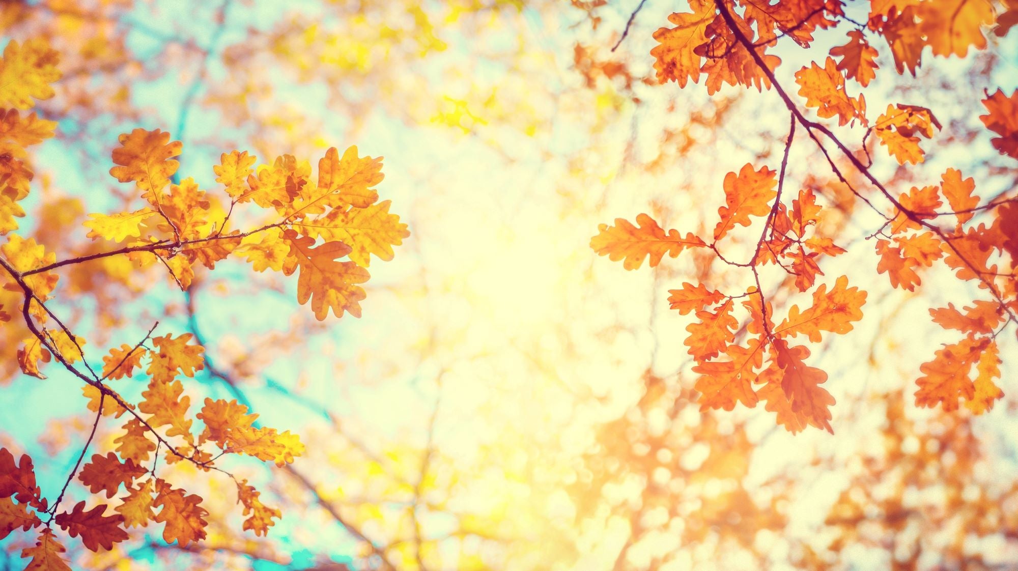 Golden Autumn Sunlight