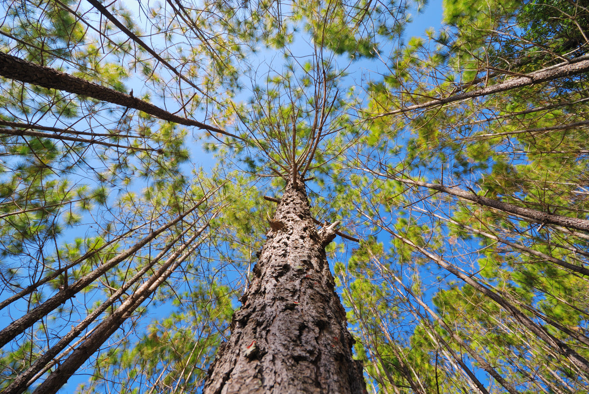 Tall Pine Trees Forest View from Ground Up