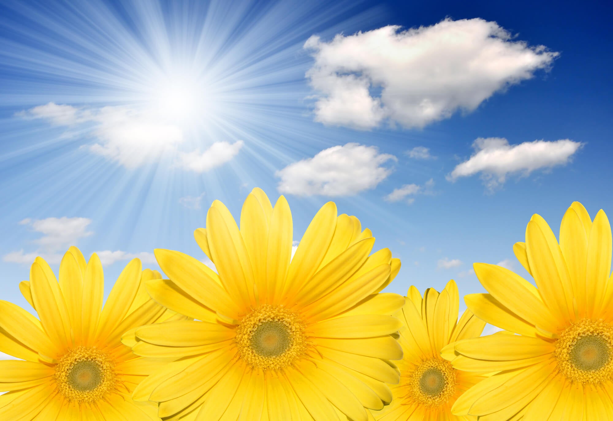 Sunshine Bloom