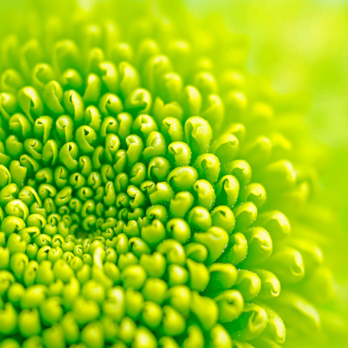 Macro Shot of Fresh Green Chrysanthemum Center