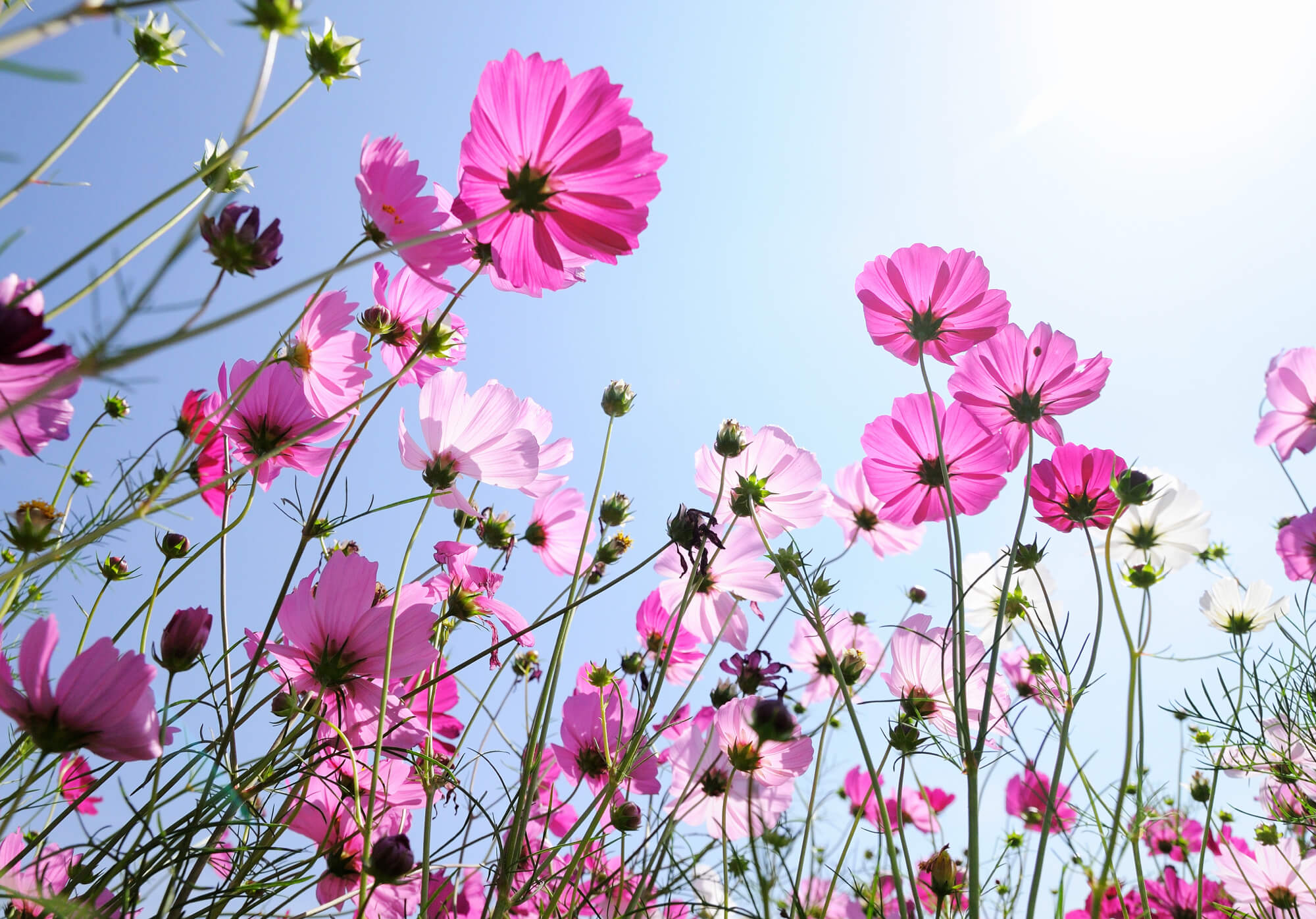 Blossoms Reaching Toward the Bright Blue Sky