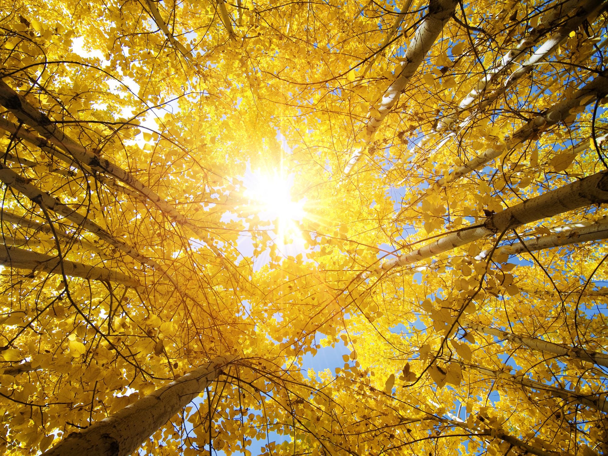 Golden Autumn Canopy with Radiant Sunlight