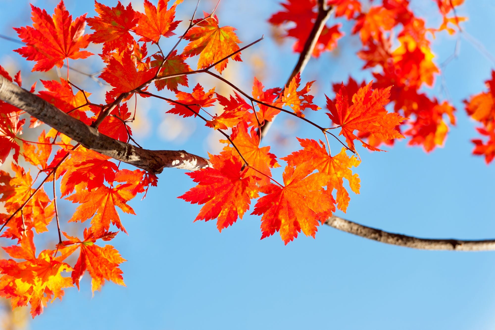 Vibrant Autumn Maple Leaves Against Blue Sky